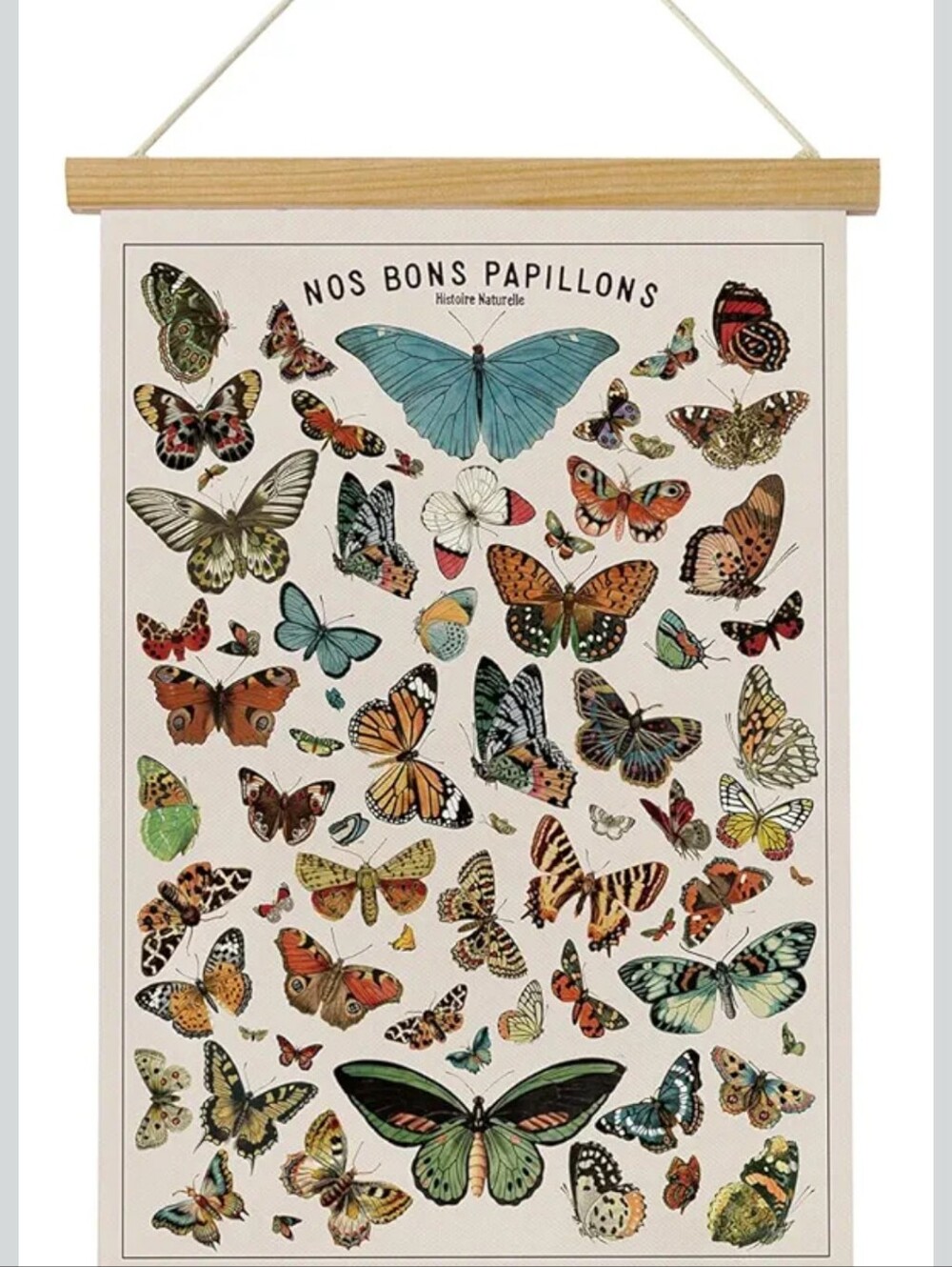 Butterflies Poisonous Plants Canvas Print Biology Entomology Home Decor Scroll
